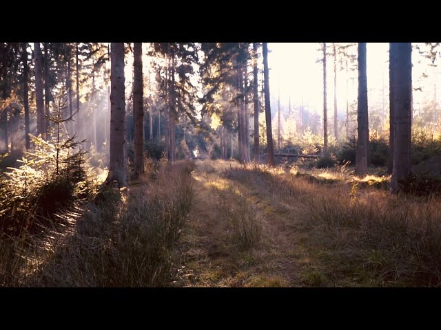 Forest Ambience, Forest Sounds, Birds Singing, 2 Hours Relaxing Woodland Nature Sounds