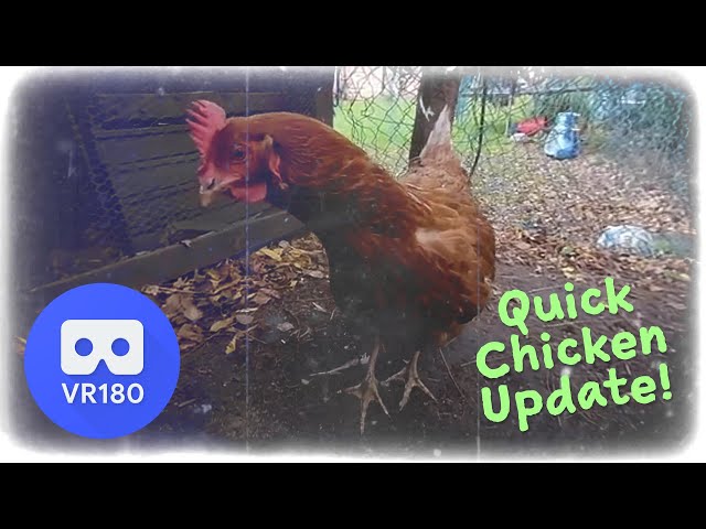 Quick Chicken 3D VR180 Update