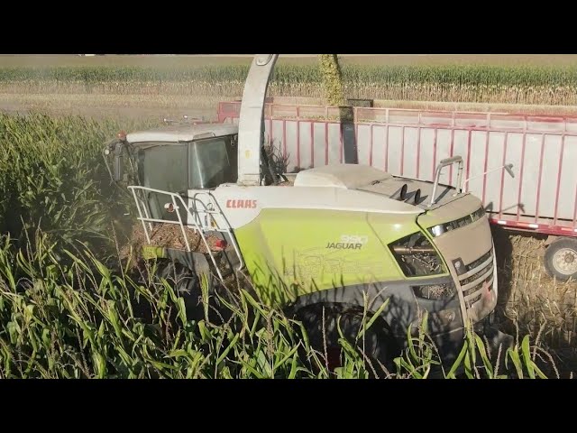 Claas Jaguar 990 and 980 chopping corn!