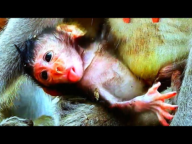 Newborn! So cute newborn mother giving birth one day old.