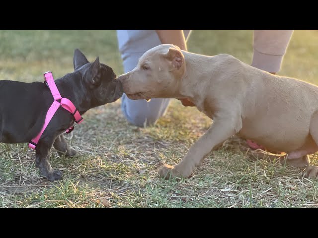 🇺🇸 4th of July Special Going Right Now 🇺🇸 ❤️💙🖤💜 XL Pitbull Puppies 🇺🇸