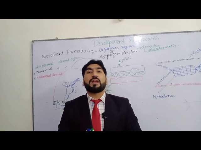 Notochord formation and ectodermal, mesodermal and endodermal derived organs......