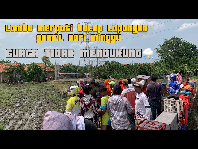 LOMBA MERPATI BALAP LAPANGAN GAMEL HARI MINGGU PART 1. PEMAIN MERPATI PLERED DAN SEKITARNYA KUMPUL !