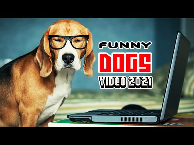 FUNNY DOG VIDEO 2021 | #YtPets