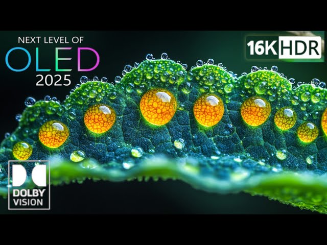 The Best of OLED demo  HDR 16K Video ULTRA HD (120 FPS)