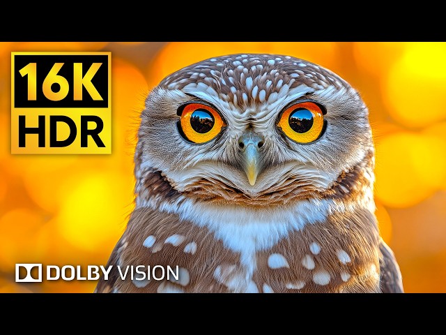 Animals & Wildlife 16K HDR 240 fps Dolby Vision • Animals Name with Relaxing music