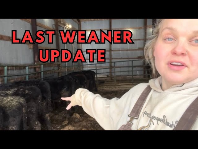 Last weaner update before the salebarn & barnyard COLD SNAP prep