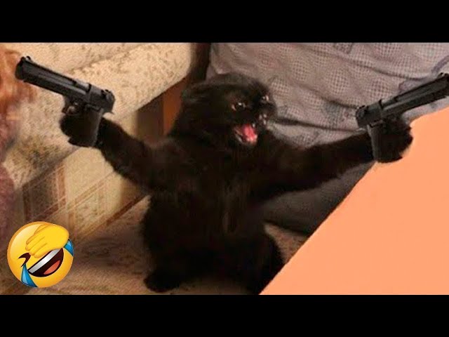 Funniest Animals 😄 New Funny Cats and Dogs Videos 😹🐶 - Ep.18