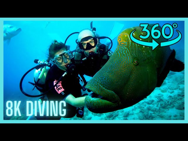 360  VR video diving