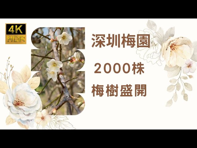 【季節限定  梅花盛開】深圳梅園梅花｜五種梅花｜潮塘宮粉｜桃紅宮粉｜美人梅｜朱砂梅｜綠萼梅｜深圳好去處｜深圳遊｜打卡熱點