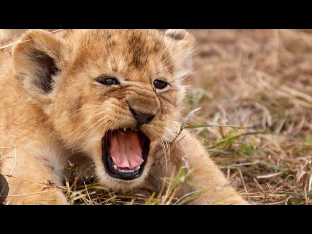 Lions in the Savannah