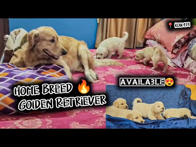 Home Breed Puppy Sell In Kolkata 😱 | Top Quality Golden Retriever 🔥 | Dog Market In Kolkata 2025 🥵💥