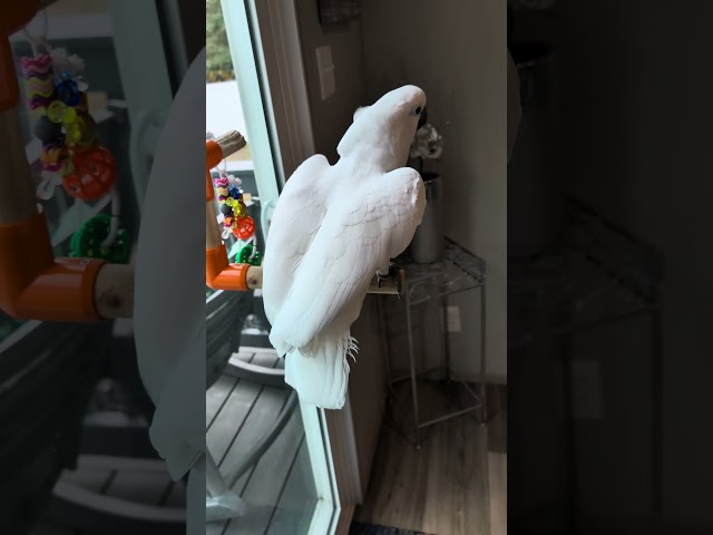 Baby likes the birds #baby #cockatoo #parrot #youtubeshorts #youtube #shortsfeed #short #shorts