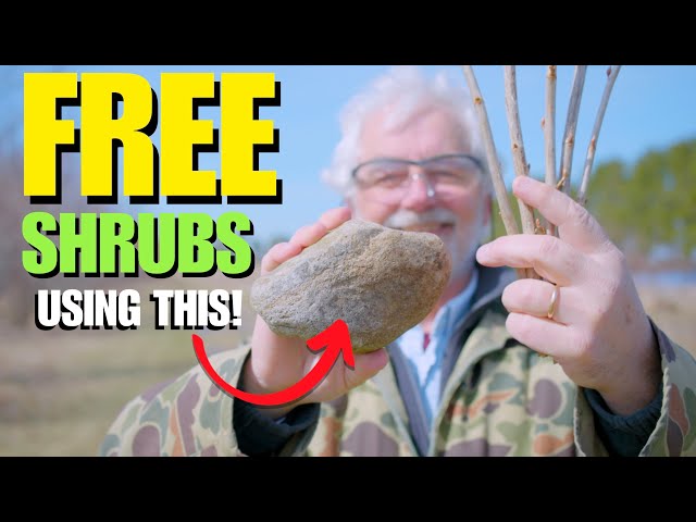 INCREASE your Shrubs for FREE using THIS ANCIENT TECHNIQUE!