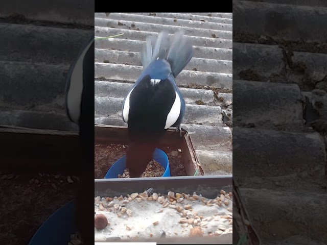 Magpie feeding at the Window in Lower Saxony, Germany 2023