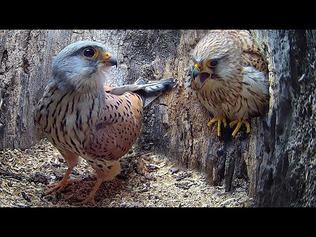 Full Story of Kestrel Couple's First Year 🦅 | Full Story | Athena & Apollo | Robert E Fuller