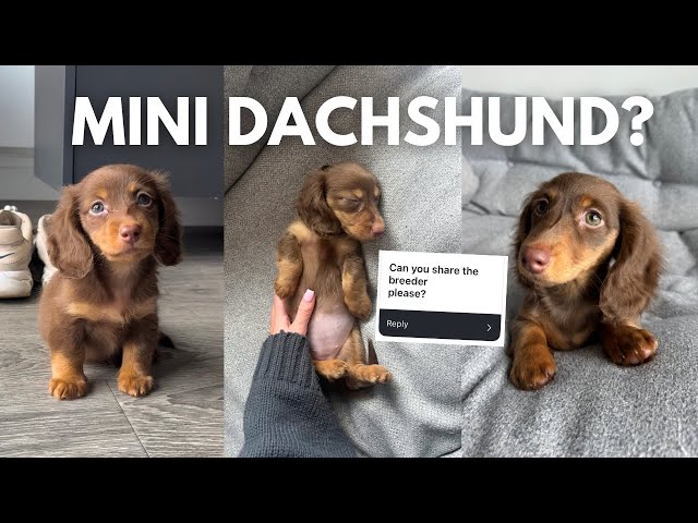 Where Did I Get My Mini Dachshund? Q&A!