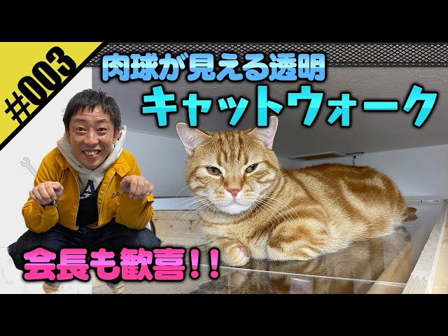 【森田DIY　肉球が見える透明キャットウォーク】我らが会長のために全力で頑張りました！！