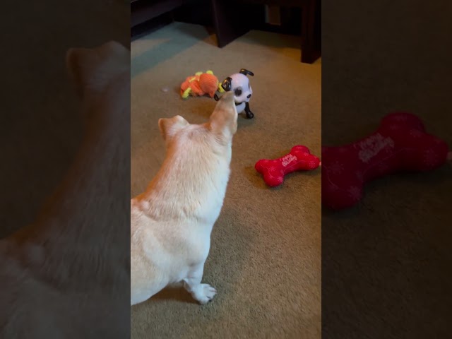 Jack Russells Scared of Robot Dog Toy. #jackrusselllife #doglover #dog #dogs #dogshorts #doggo