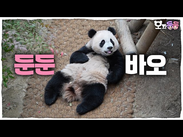 (SUB) Baby Pandas Still Feel Hungry After Eating! Baby Panda Mukbang│Panda World