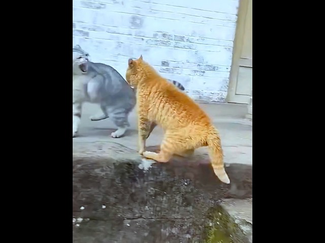 When you have two cats #funnyvideo #cat #cutecats #funnycats #pets#catlover #fyp