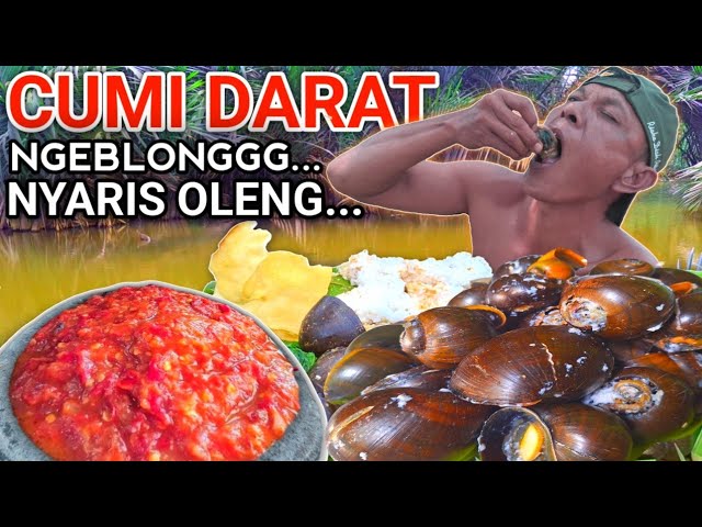 MASAK KEONG SAWAH BUMBU KUNING -  SAMBAL TOMAT, MAKAN DI SAWAH PEDESAAN #makanpedas #makanankampung