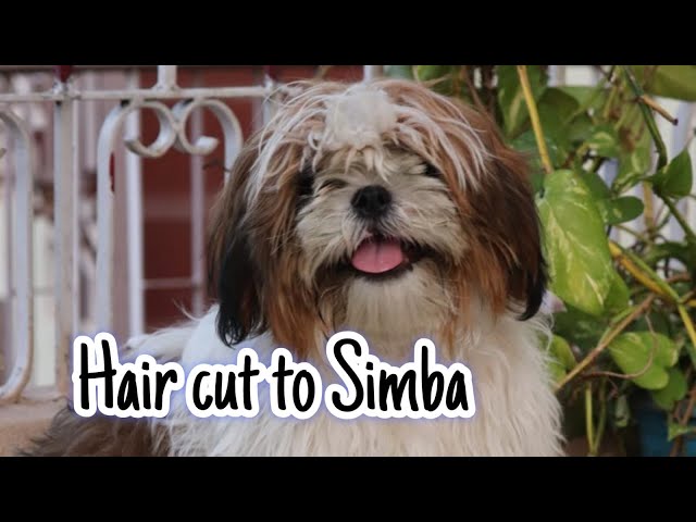 Pet Grooming Vlog ||  Kannada Vlogs || Simba 🐶#santhu2425 @Santhu2425