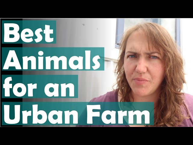 Best backyard farm animals for beginners