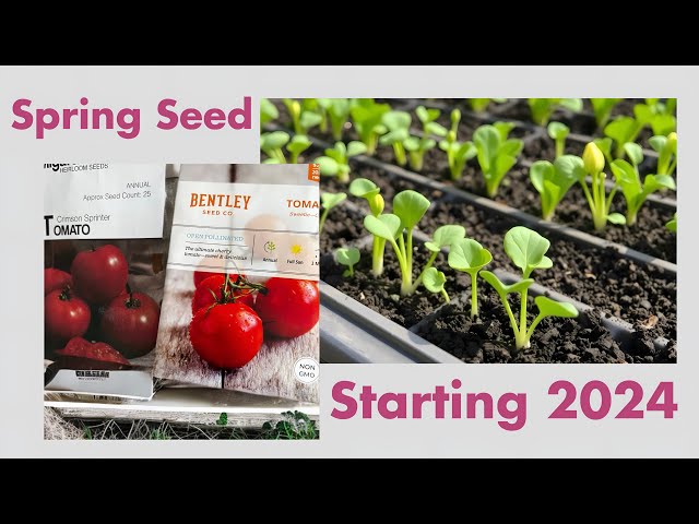 * Spring Seed Starting 2024!*   Corn, beans, squash, zucchini, tomatoes