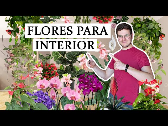 TOP 8 plantas de interior con flor