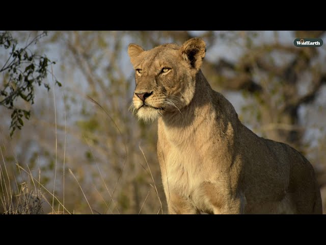 Tawny cats and small creatures - SafariLIVE Sunrise - 05 February 2025