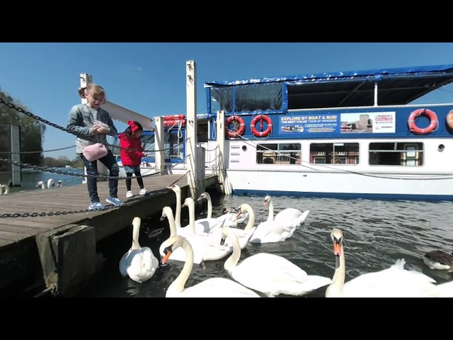 VR 180 test. Swan feeding on Thames