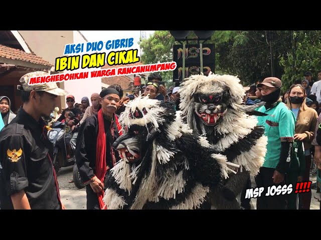 NIKMATNYA GEBOY GERANDONG CIKAL IBIN DISAMBUT LAGU LEZAT MENGGELEGAR❗❗ KUDA LUMPING MSP 🔥 BARGOLA TV