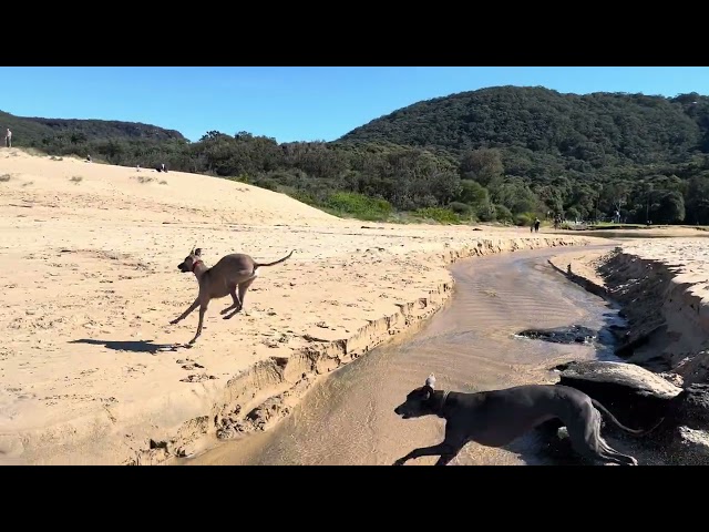 Whippet frisbee catch