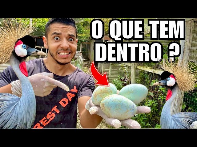 I broke the crowned crane egg | Making Plaster Egg | Updated the creation | Birds Recreate