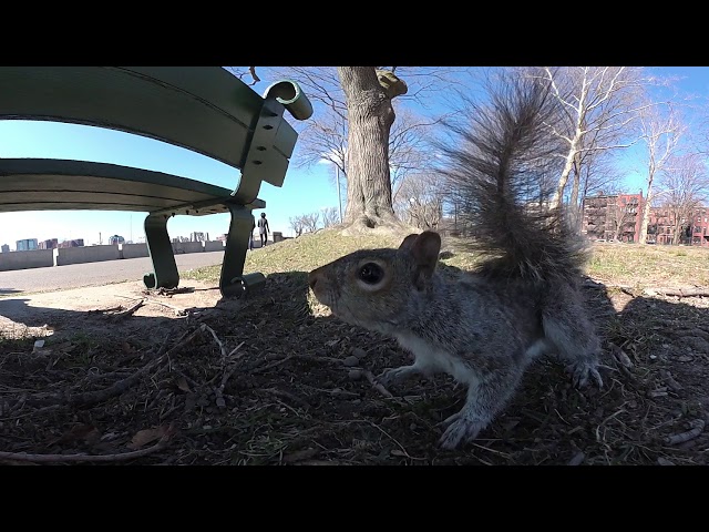 Squirrel in Boston (360°)