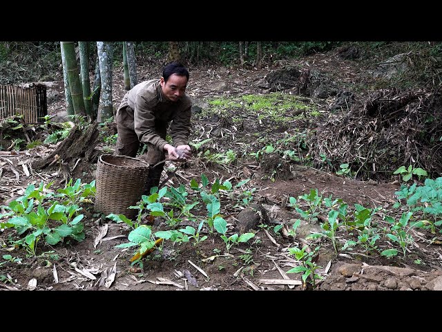 Best fertilizer for plants | LIVING OFF THE GRID | Episode 41