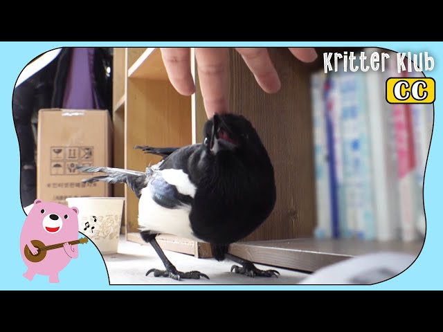 Smart And Friendly Magpie Lives In A Hair Salon (Part 1) l Kritter Klub