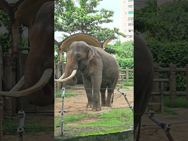 The big Elephant's name Mr.BO he action Dancing  #zoo #elephantdance  #bestfriend #animals #elephant