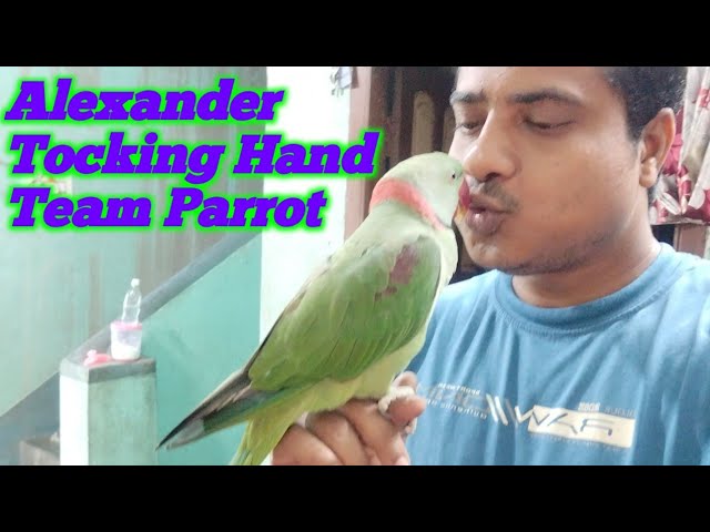 Alexander hand 👉Team Parrot 🦜