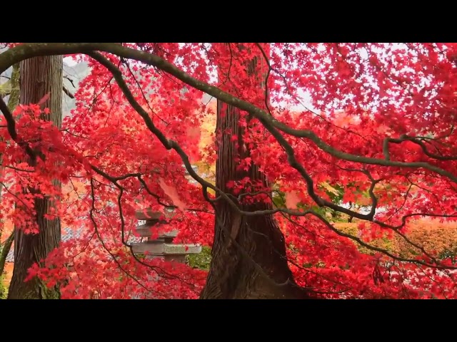 Enjoy 10 hrs Relaxing Sound of Wind & Leaves With Beautiful Colors Relaxation Meditation 4K