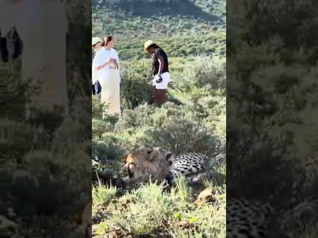 Walking with #cheetahs at #samara #karoo #gamereserve #youtubeshorts #southafrica #safari