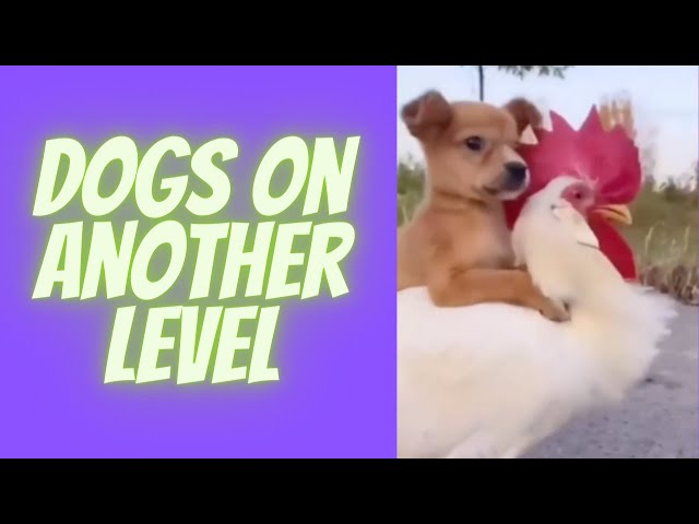 Dogs On Another Level - Funny and Cute Dog Compilation