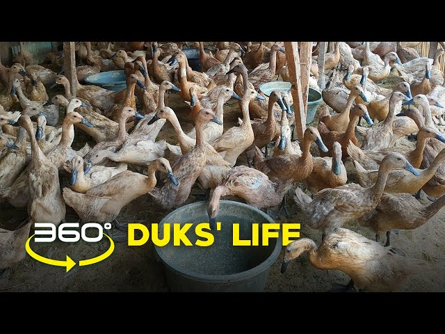 THE DUKS' LIFE ❗KEHIDUPAN RATUSAN 🦆 BEBEK YANG KEBAK TELEK❗VR 360° BY ARTBIZ ❗VR INDONESIA