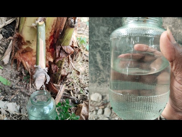 How To Make Banana Water | Banana Water 💦