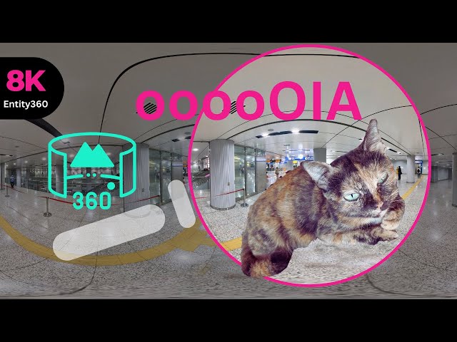 Find OIIAOIIA CaT 360 VR  8K | 360° Finding Challenge | EASY LEVEL |