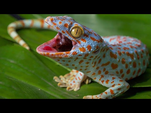 Suara Tokek Yang Keras Seram, Suara Tokek, Sound of Tokay Gecko, Tắc Kè, เสียงตุ๊กแก..ร้องน่ากลัว 11