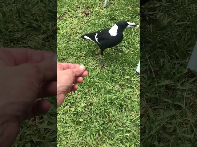 Hungry magpie #animals #birds #fyp #magpies #happy