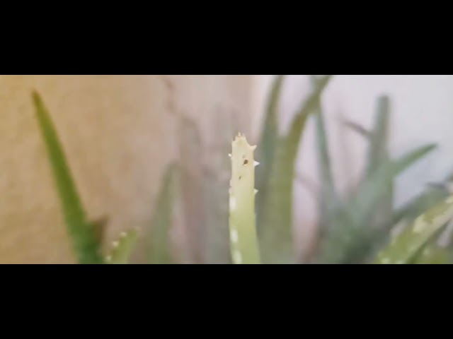 Alovera plant, Video shot on realme 7