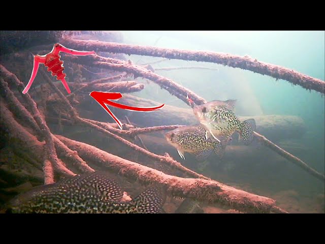 Ice Fishing for Crappie with a Underwater Camera (First Ice)